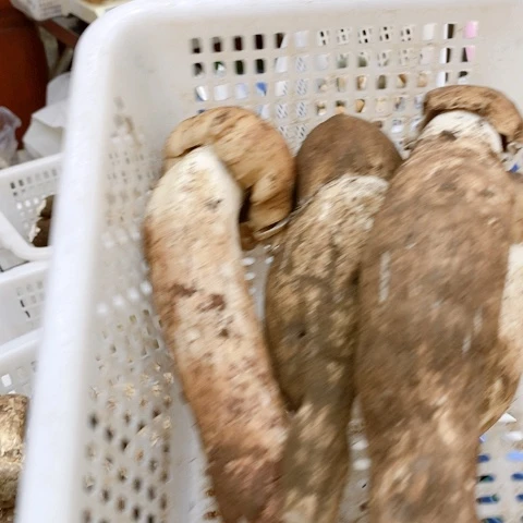 升***起中国大陆一物一拍