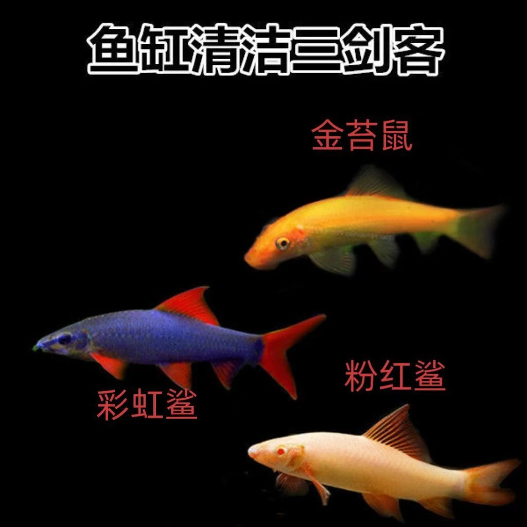 彩虹鲨清洁鱼金苔鼠热带观赏鱼青苔老鼠除藻粪便活体工具