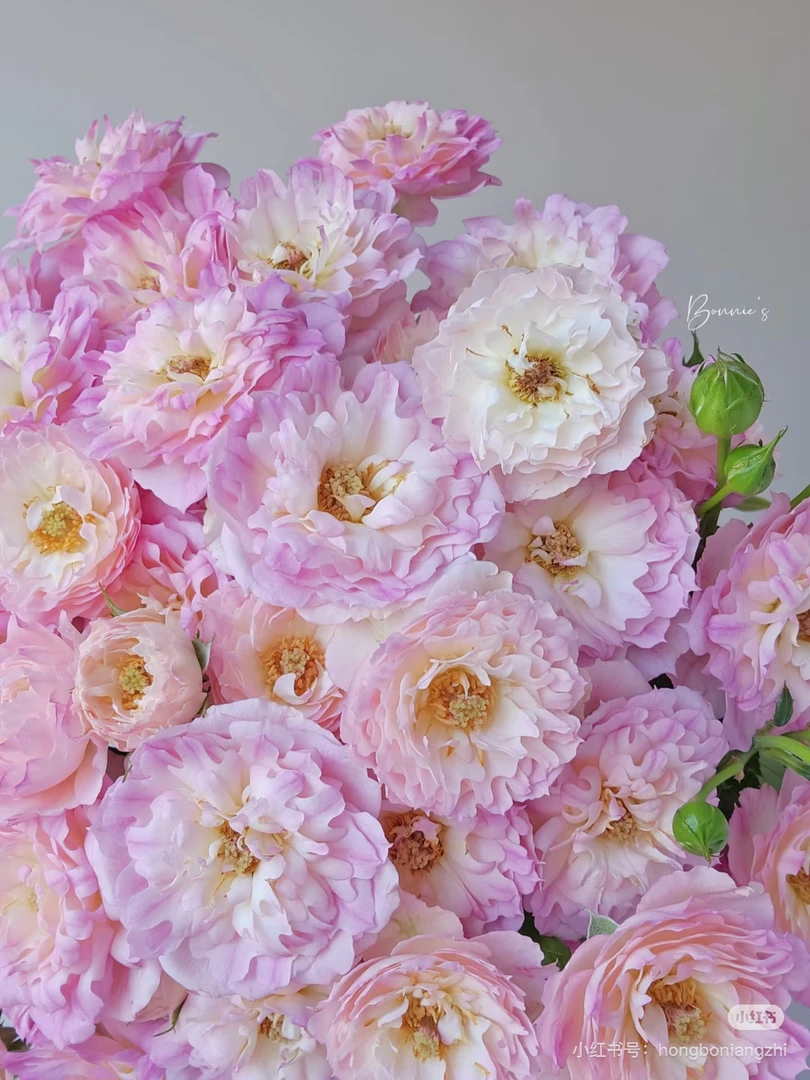 （多头玫瑰）梦幻海葵10支！三件顺丰空运20%不售后