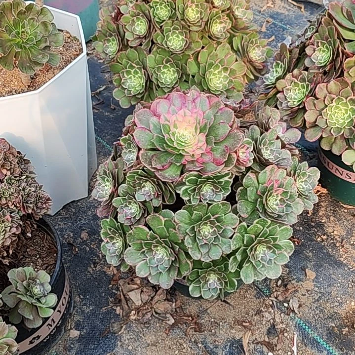 粉花妖法师正常故事