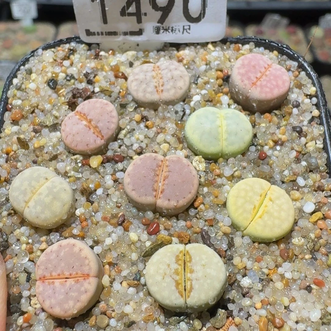Ssss精品生石花1490