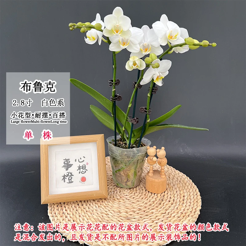 【布鲁克】白色仙气百搭蝴蝶兰中花型室内客厅桌面好养绿植花卉