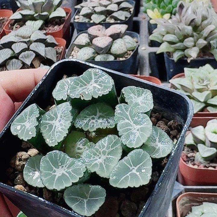 无花朵十二卷 大吉万象母本福利