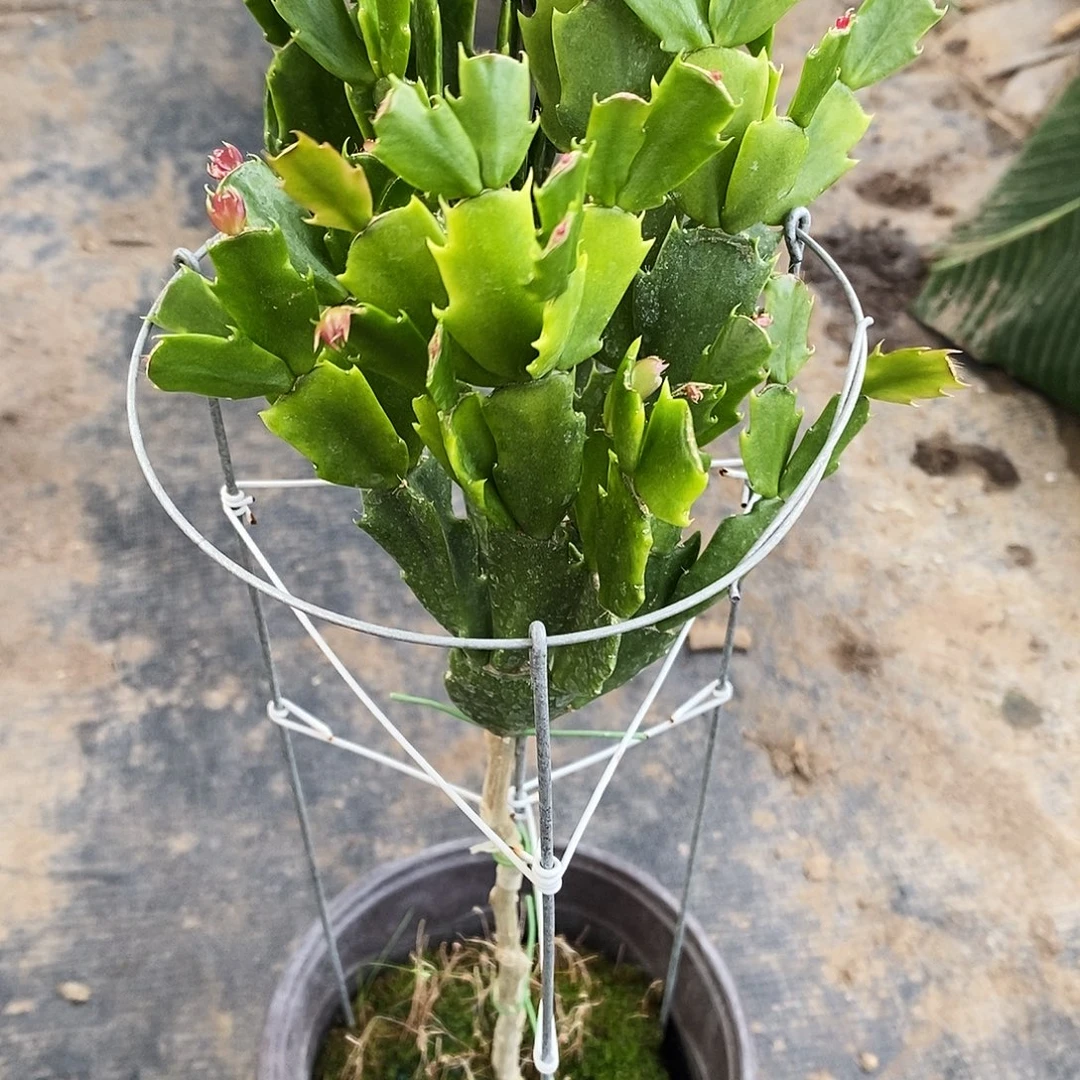 般***若无花朵福利款单色