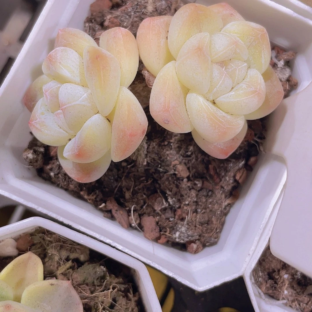 老桩冰玉a010一物一拍