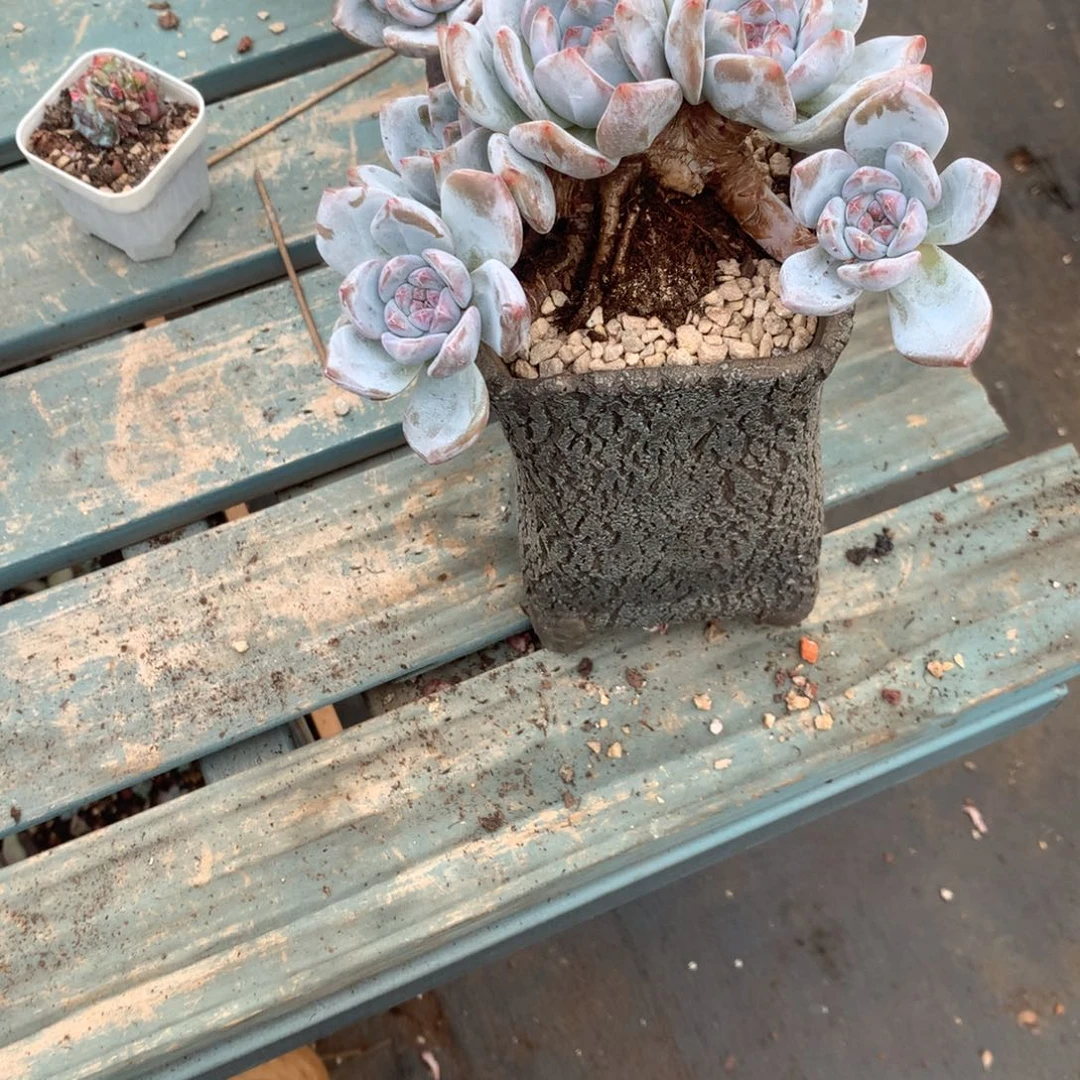 无花朵无砍哈哈哈哈哈哈哈哈哈35