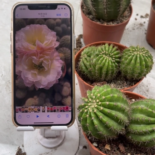 露露彩草比心双球