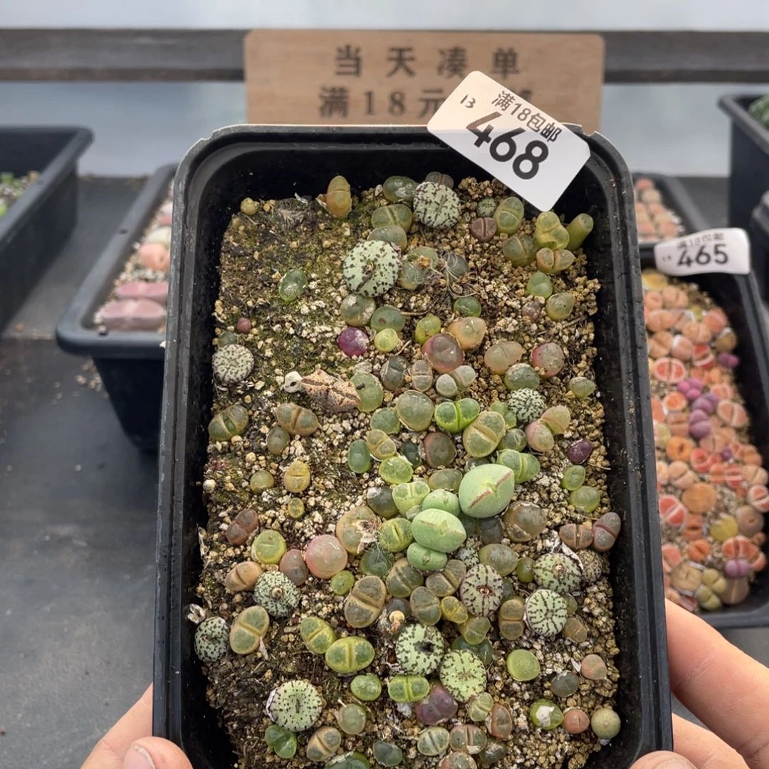 红陶00000000000468