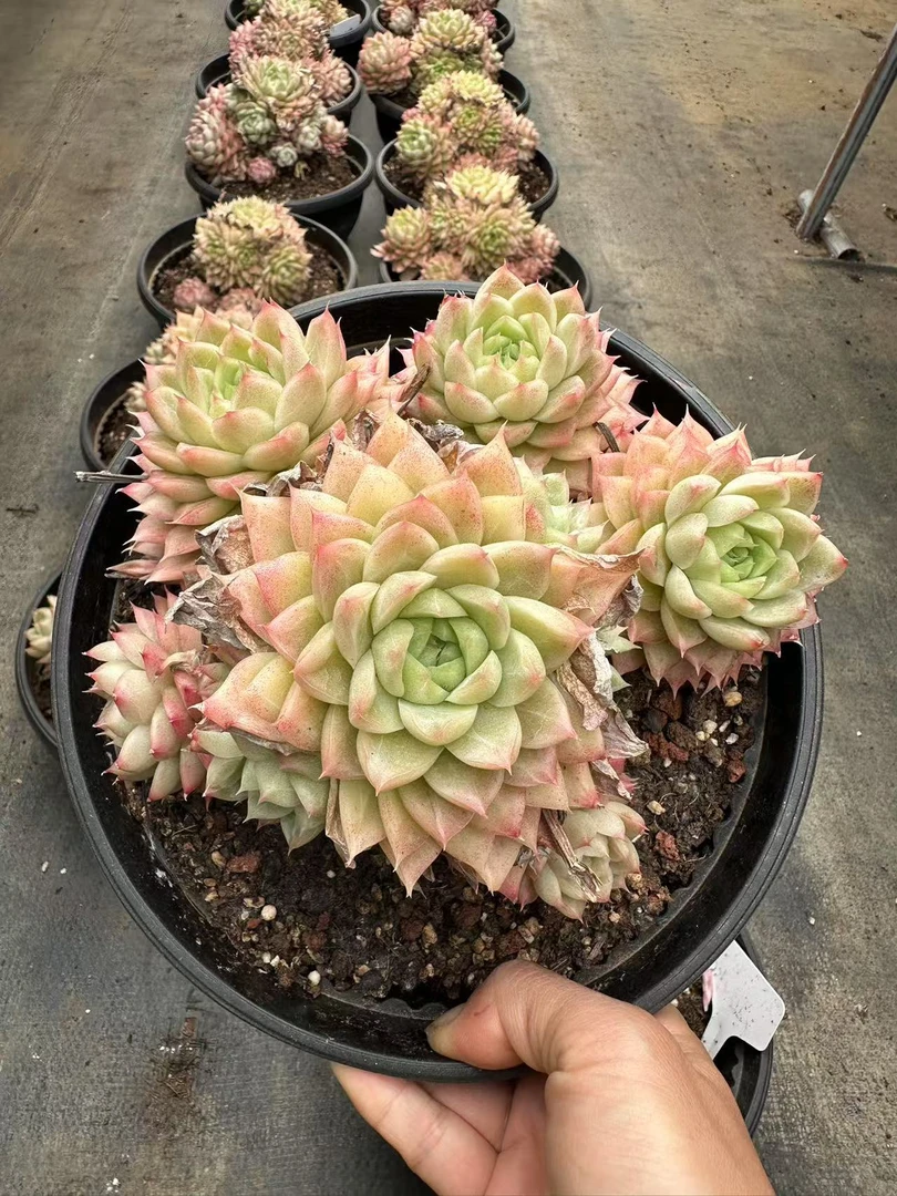 20#缃色多肉植物   前男友精品多肉