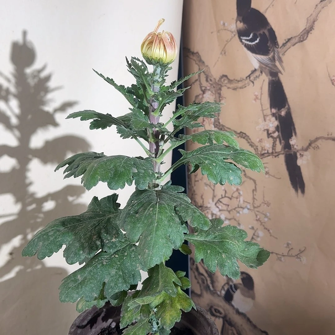 全部花朵E4444444