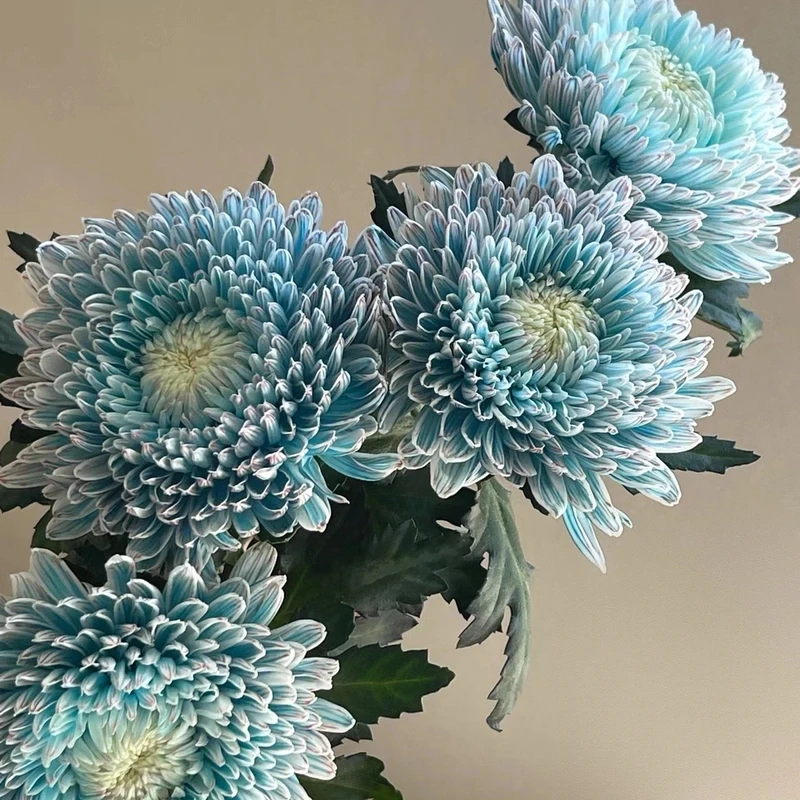 【多色牡丹菊】 稀有小众配色纹理高级 云南鲜花基地直发一单包邮