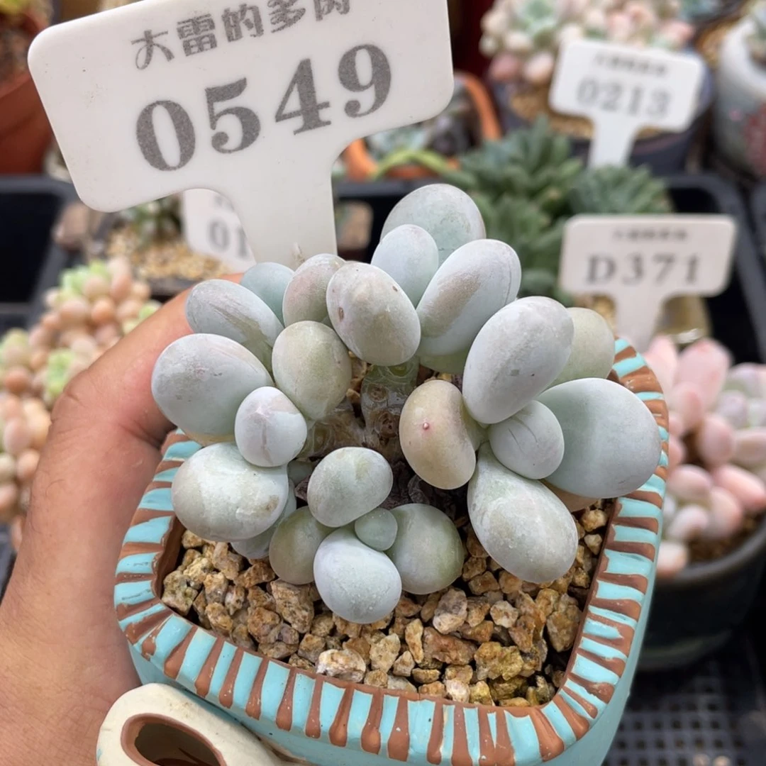 0549奶酪不带盆7厘米