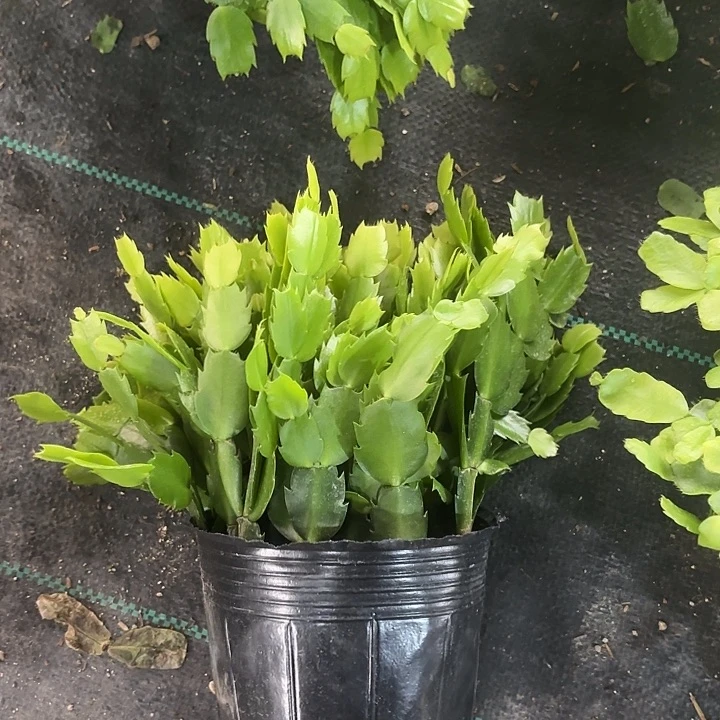 当前无花栽培后可以开花