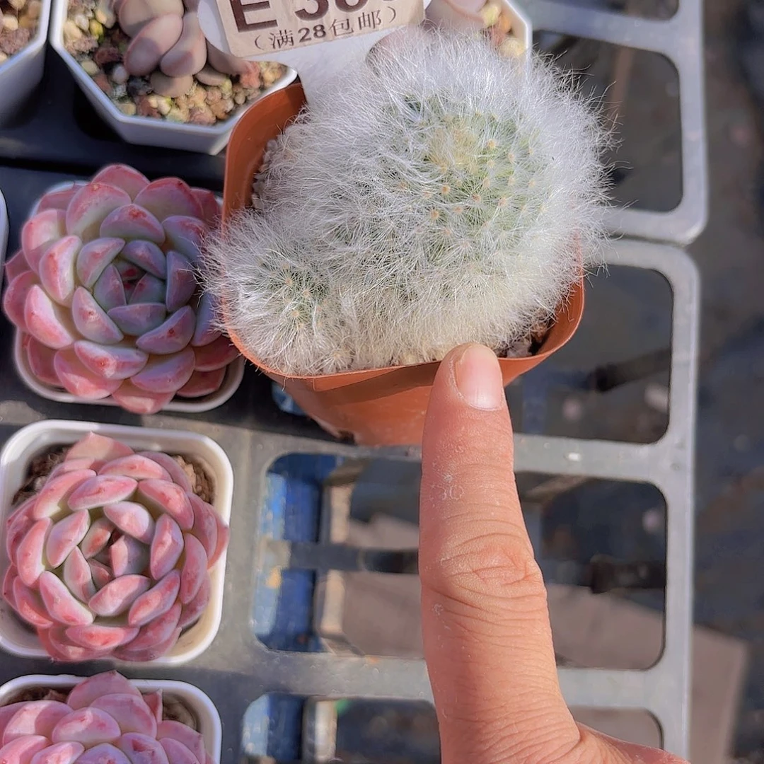 E380无刺丽光殿一物一拍