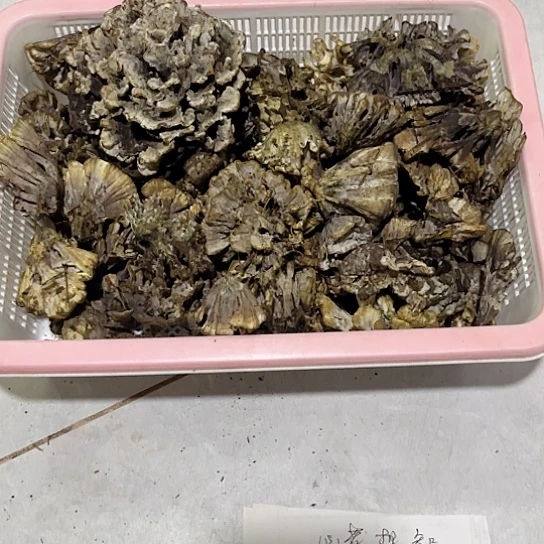 干巴菌超好吃中国大陆