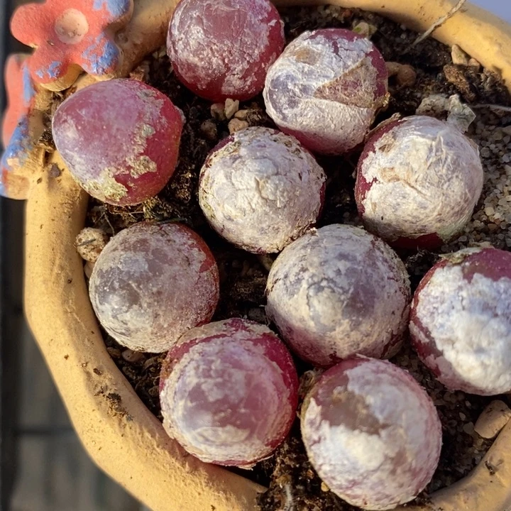 1736一组红灯泡有伤