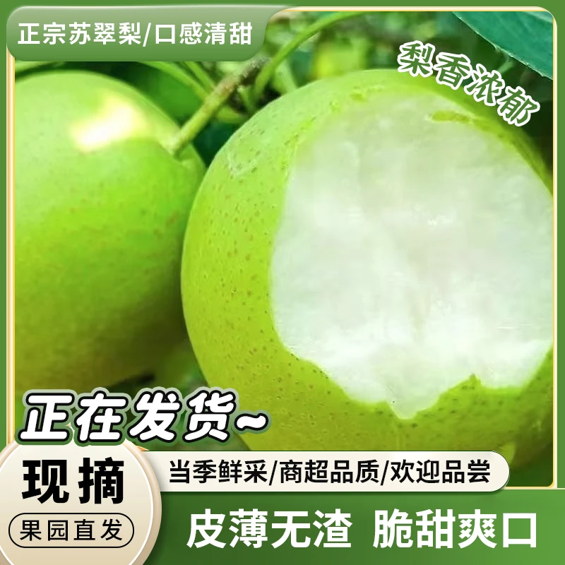 【顺丰包邮】脆梨中果正宗枣阳头茬源头当季水果无渣多汁夏日水果