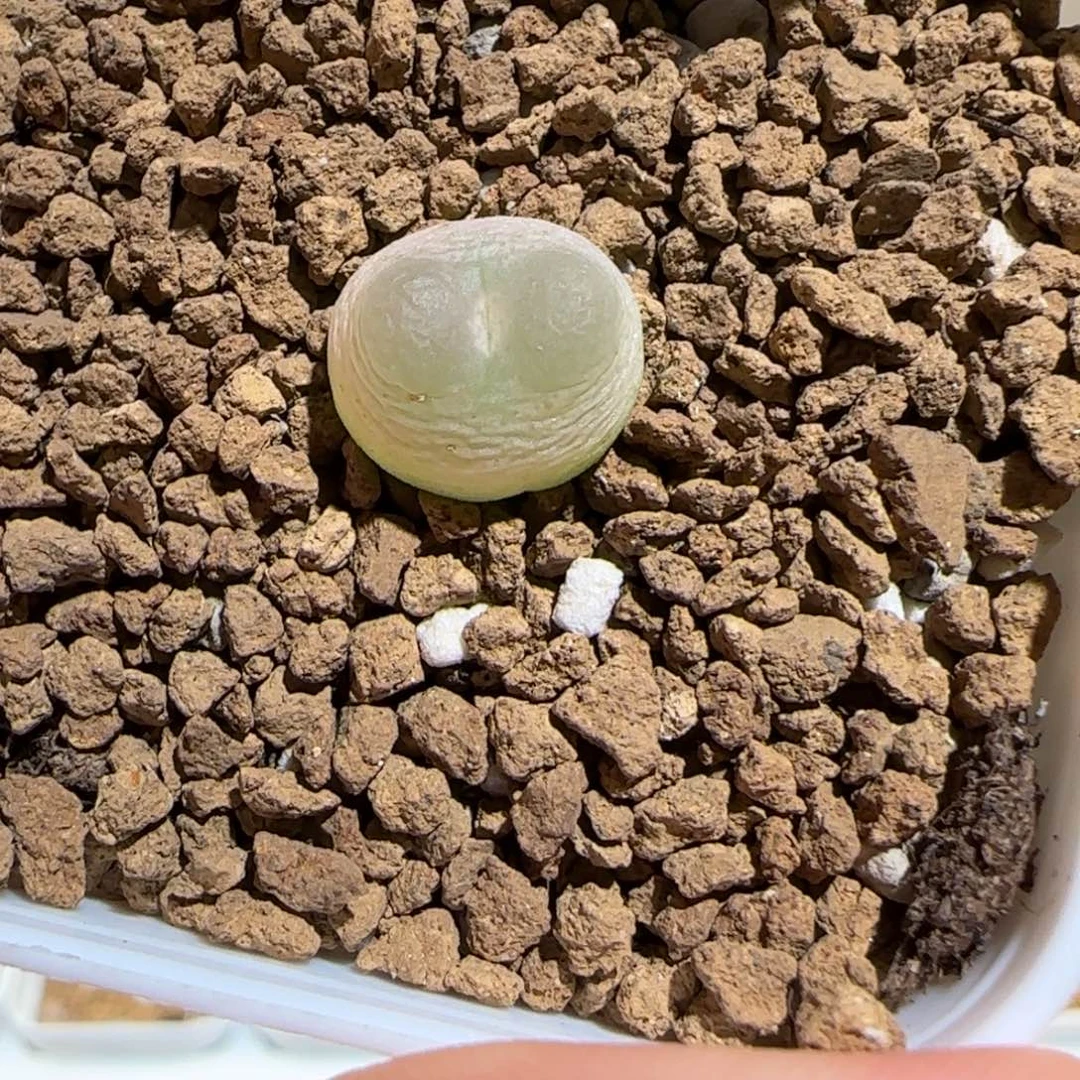 肉锥多肉植物组合-日式拉登有疤522