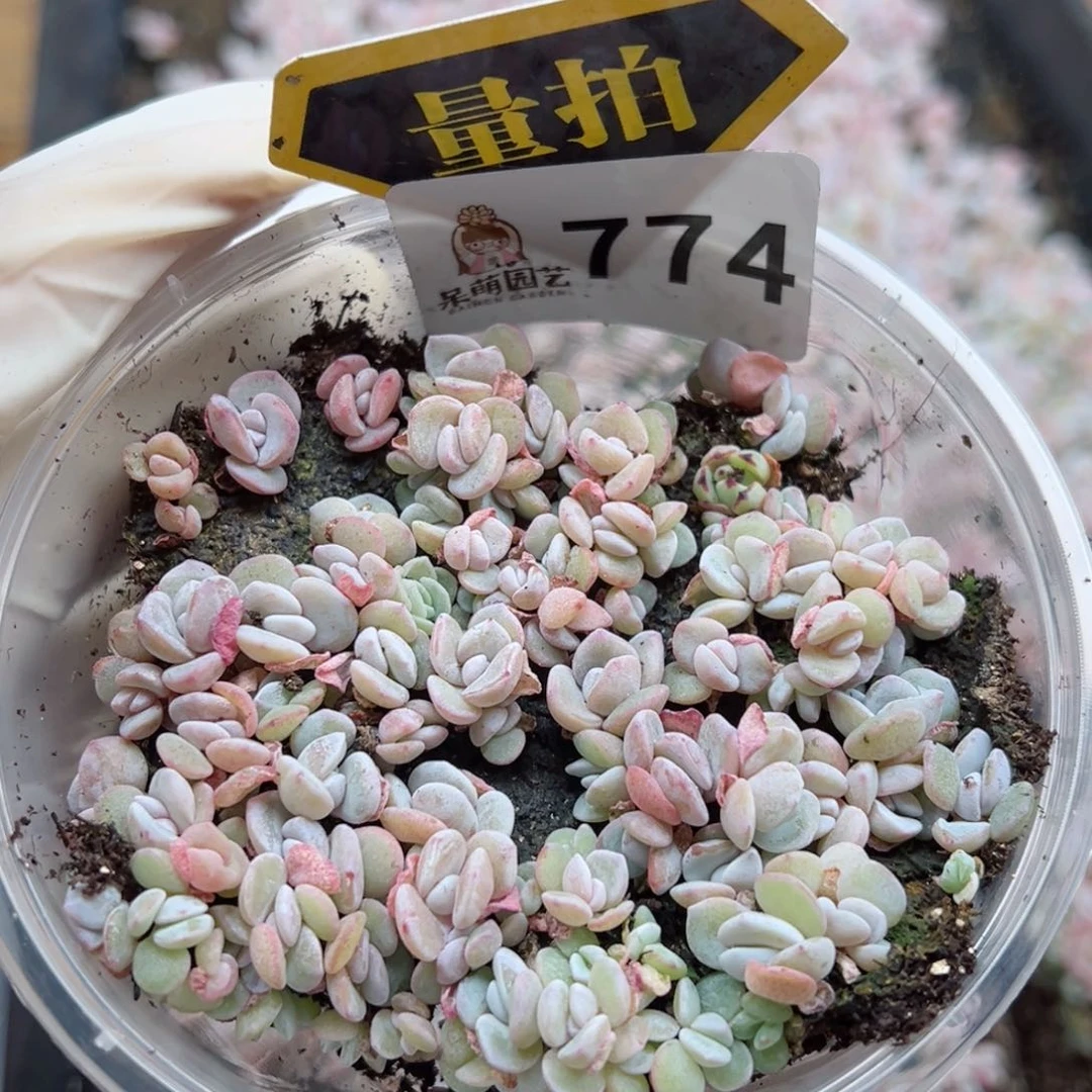 多肉植物多肉植物