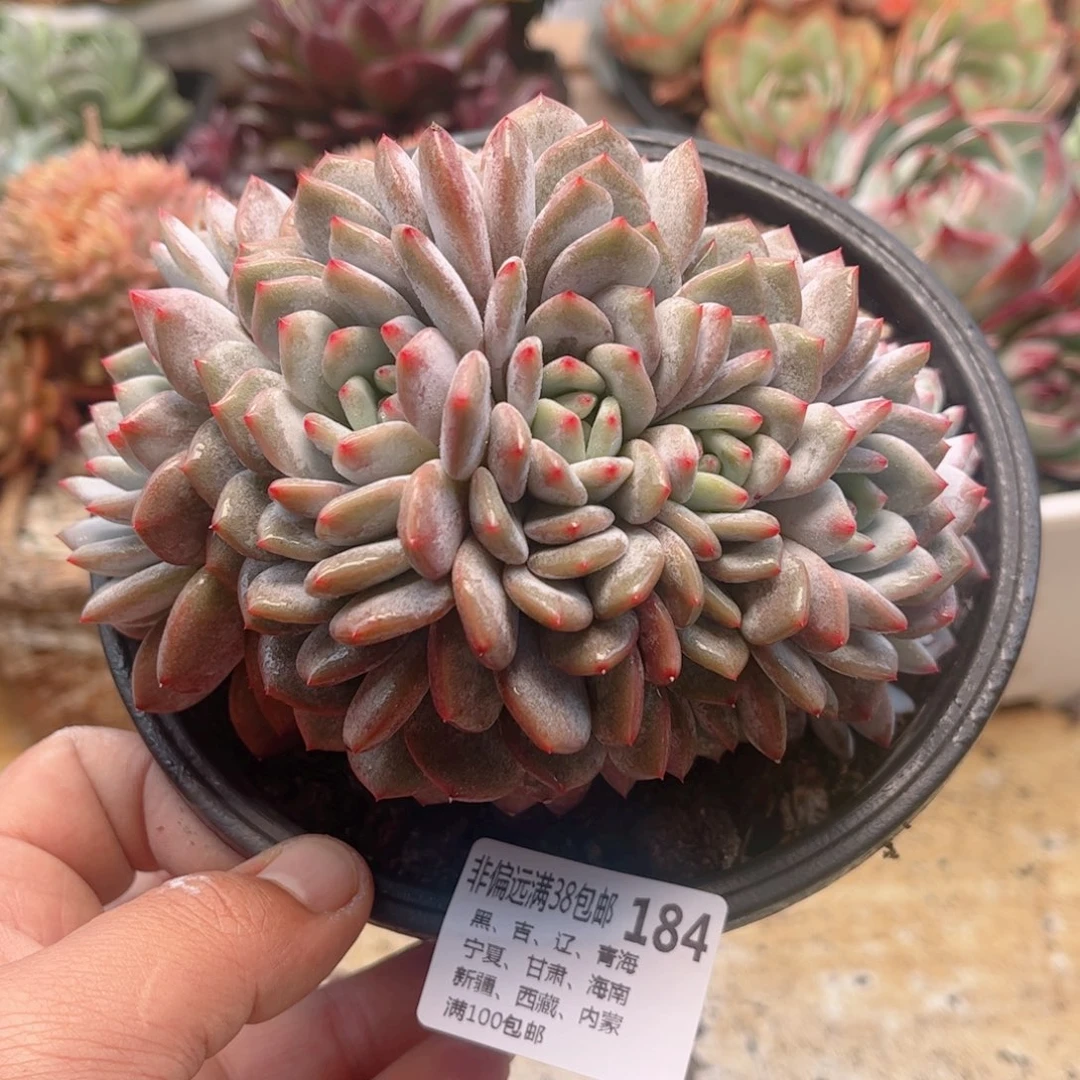 184星星橙缀德华多肉