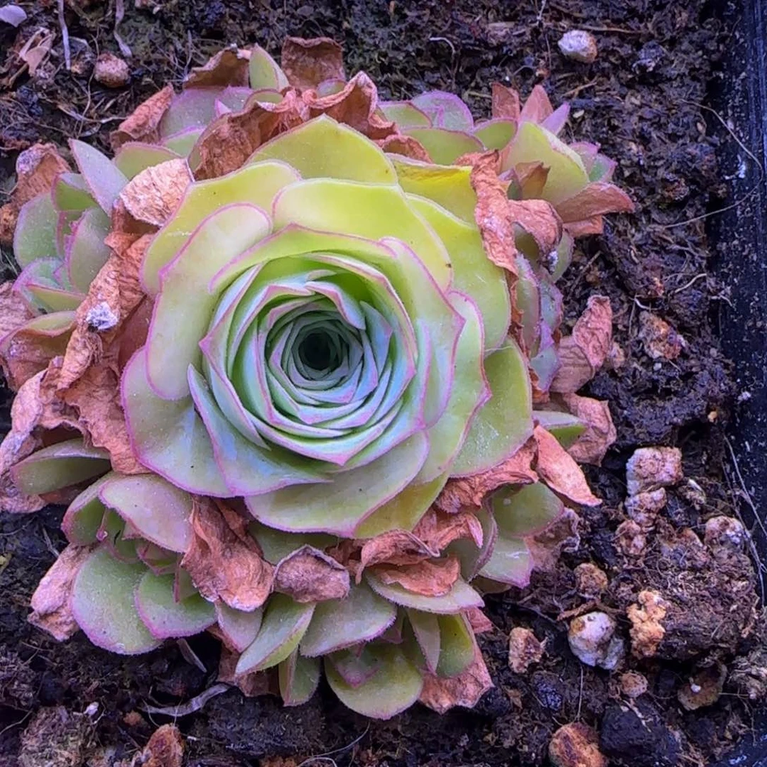 福利16725268560598888965