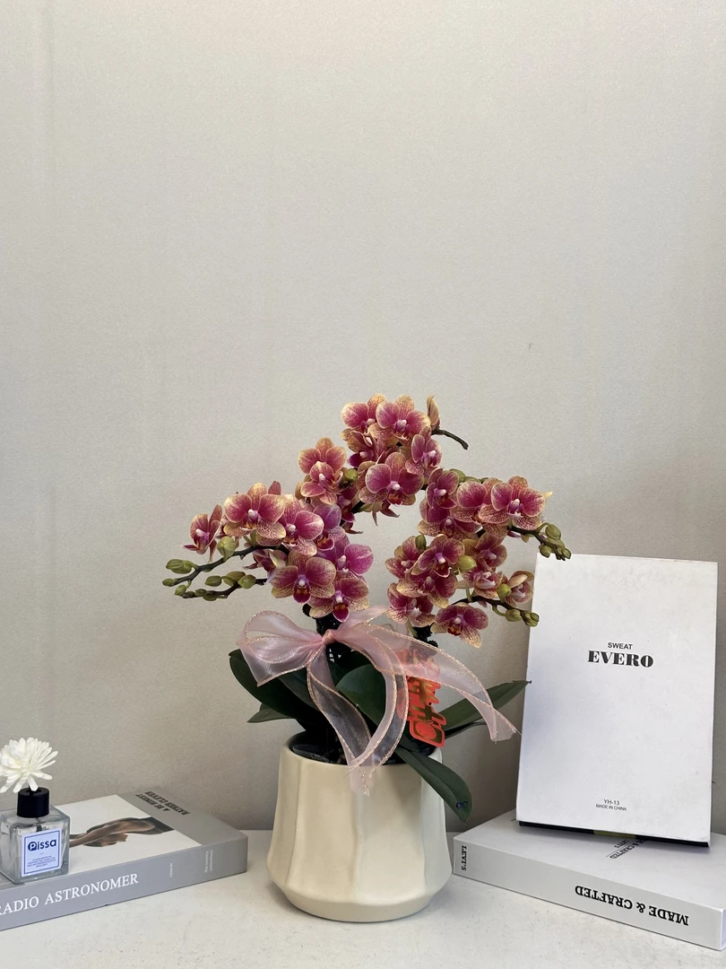 蝴蝶兰 【聚宝盆】真花 秋冬耐寒花卉 四季开花 多样性发货