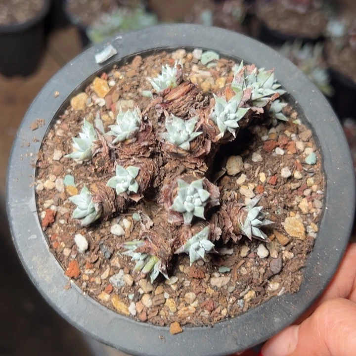 057哈哈哈哈哈哈哈哈多肉