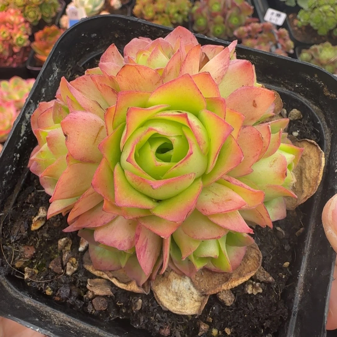 L673半城玫瑰丝蕊不含盆土