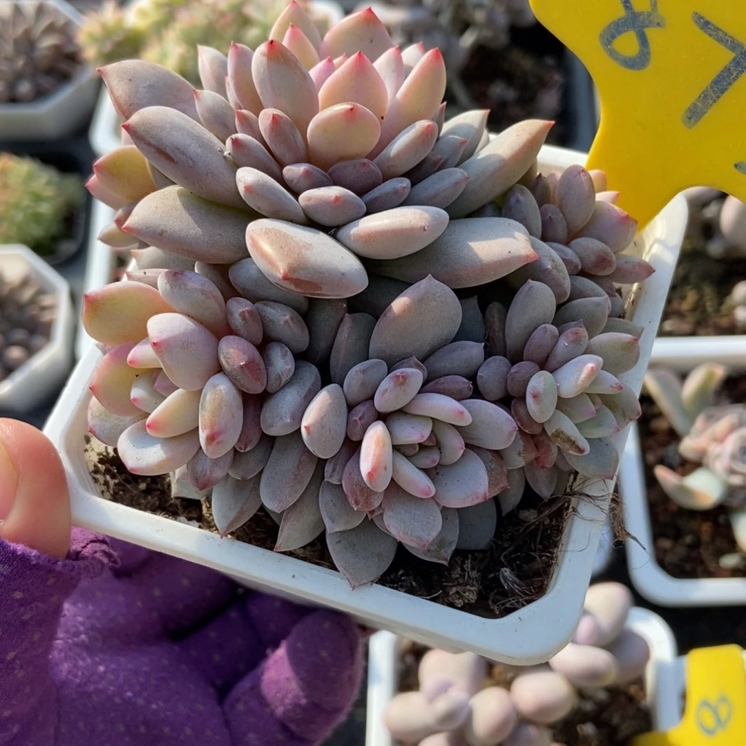 873星星橙多肉植物多肉