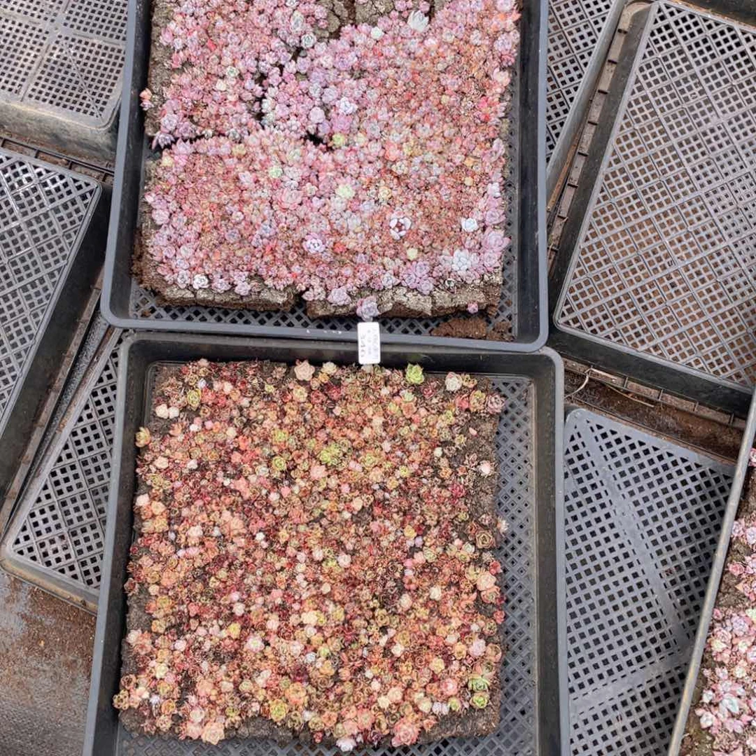 云糖心多肉植物346