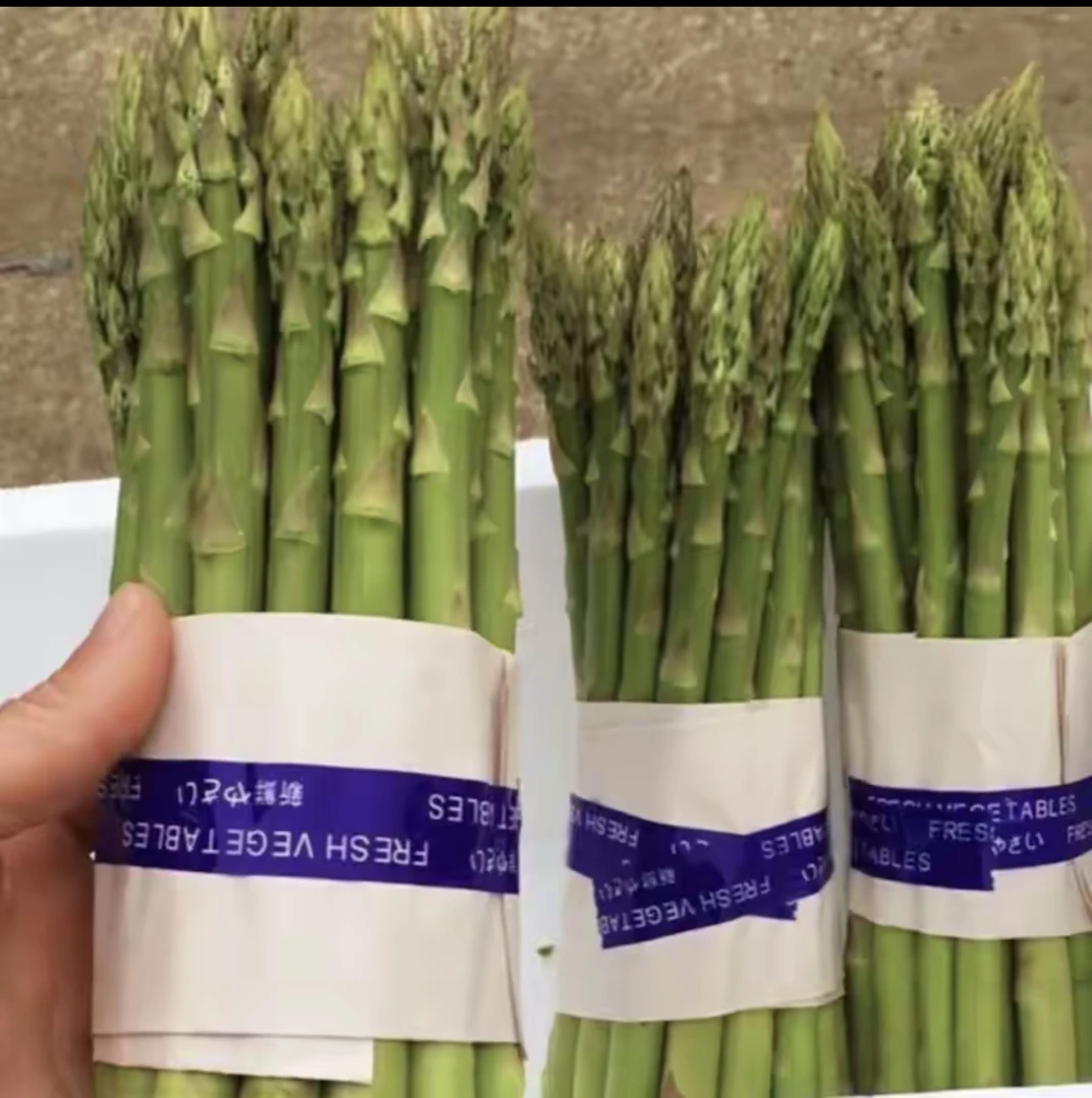 崇明芦笋现摘现发