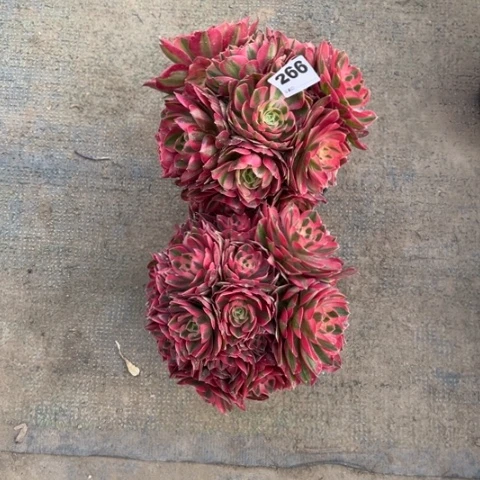 266粉女巫2颗多肉，