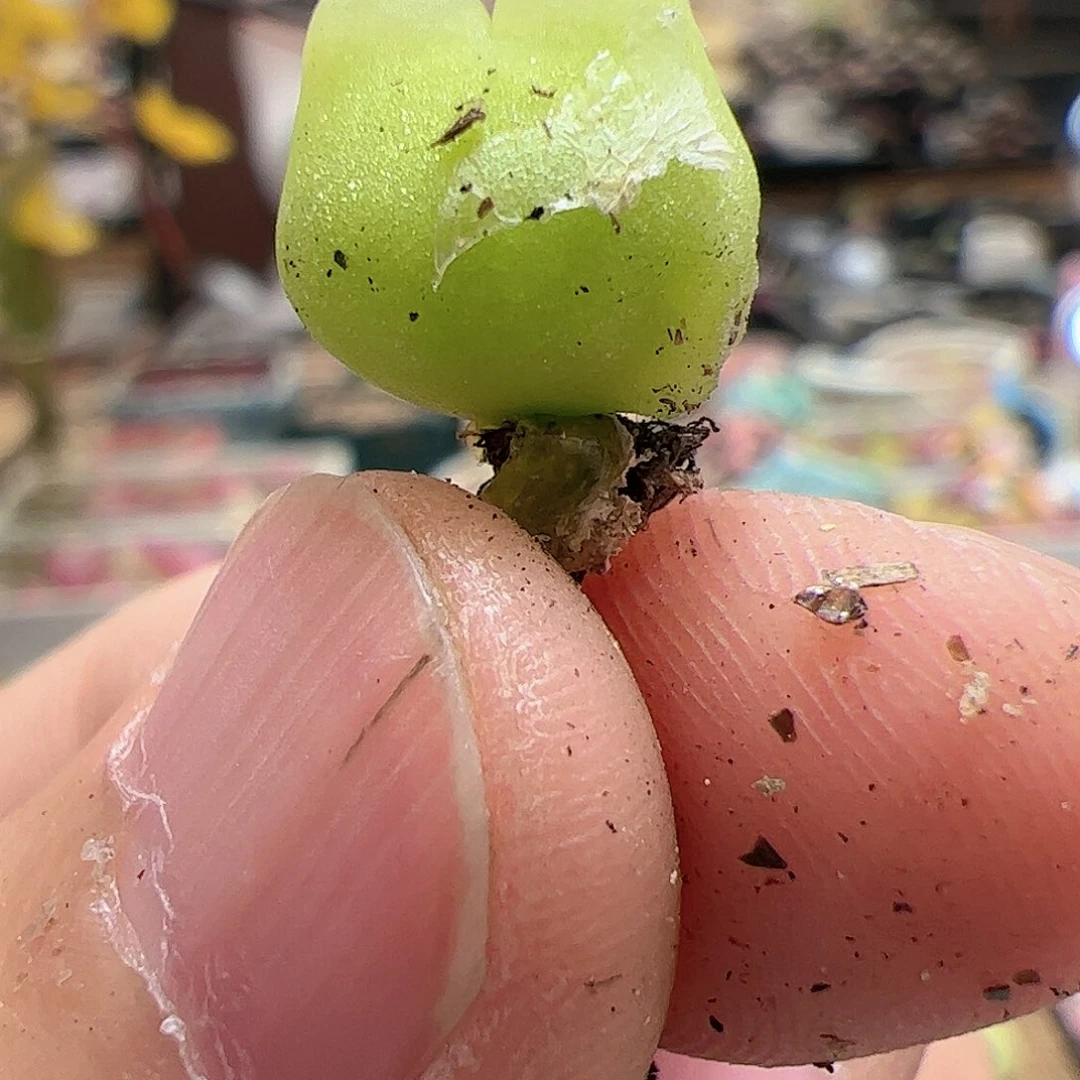 【闪购商品】125 福利