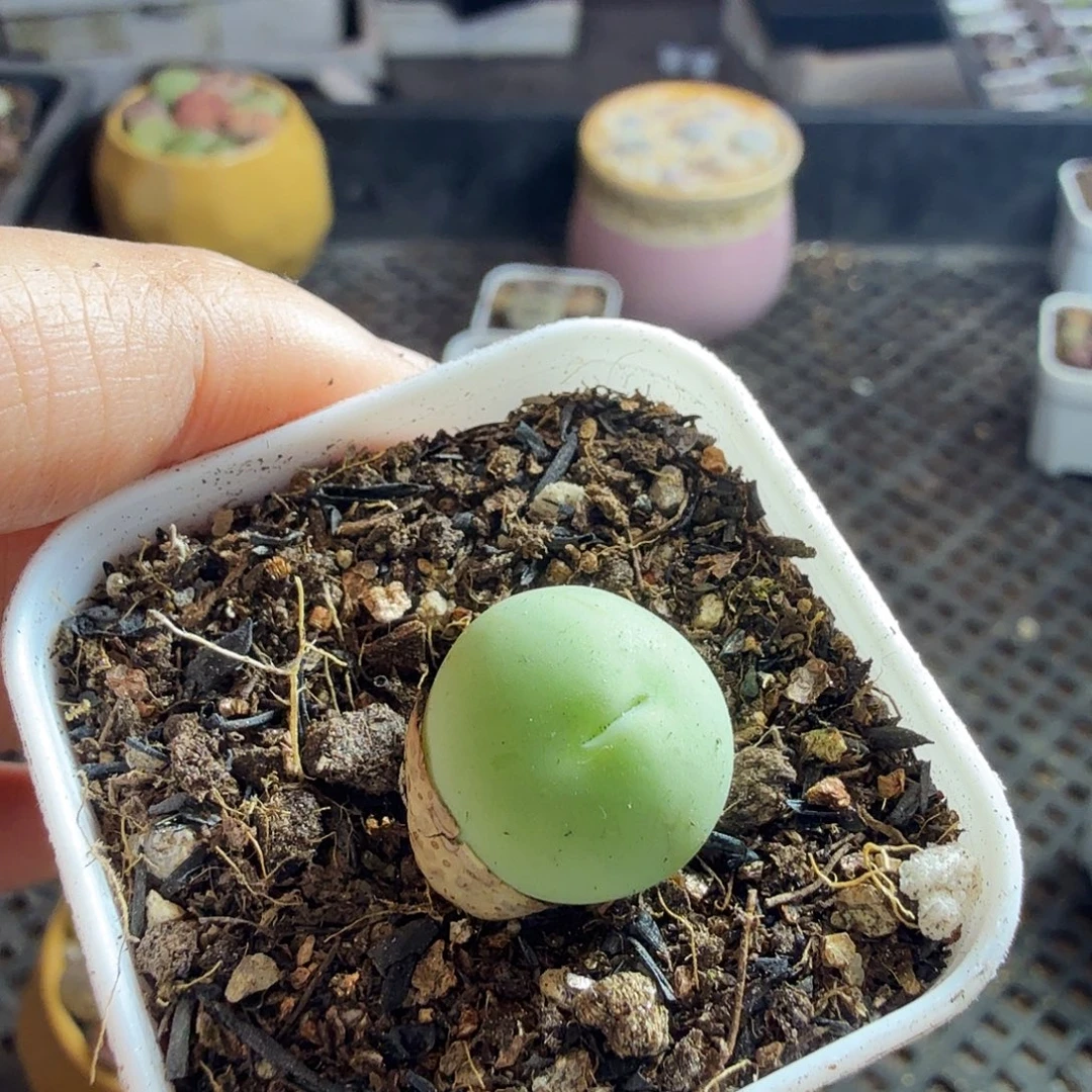 可***可多肉葡萄的季节来430