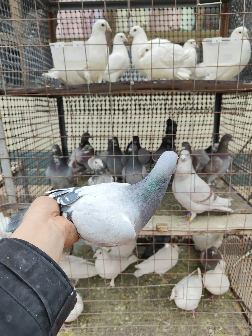 赛鸽  信鸽     黑鸽  白鸽  红降  红轮  麒麟花鸽用品煲汤生鲜