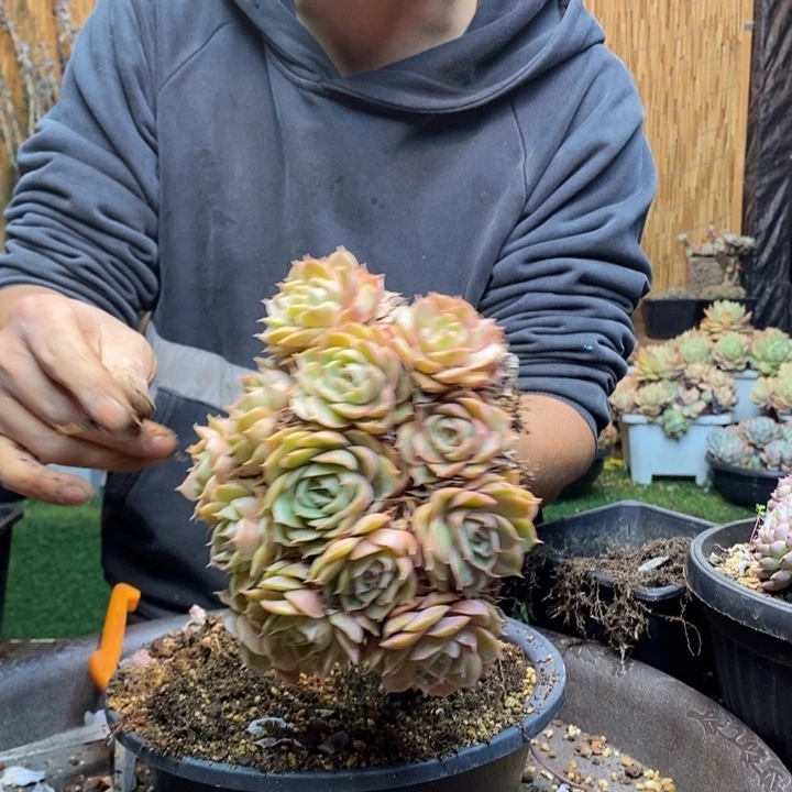 D***n68号昂斯诺多肉植物