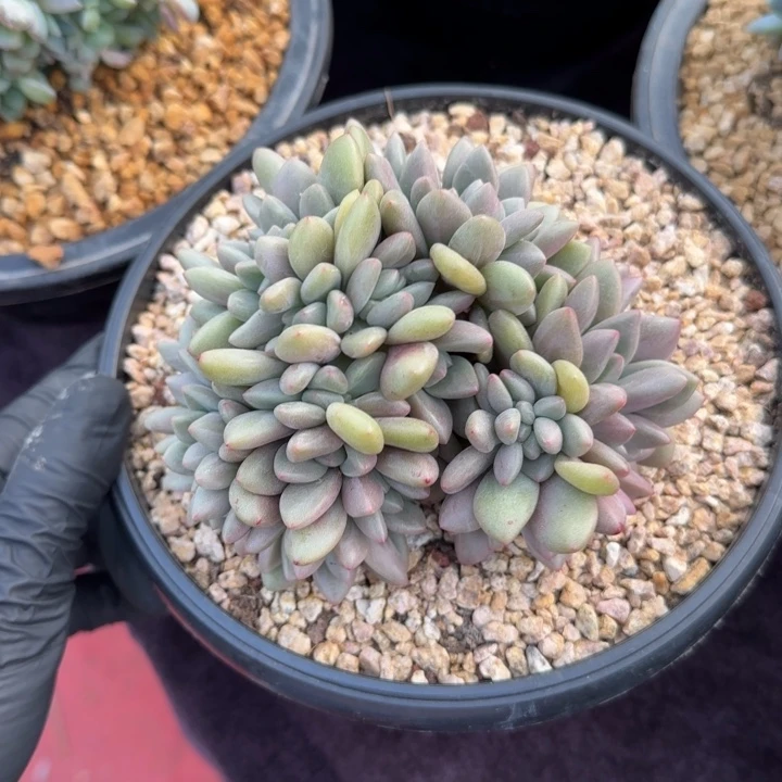 一***?12厘米左右一物一拍的