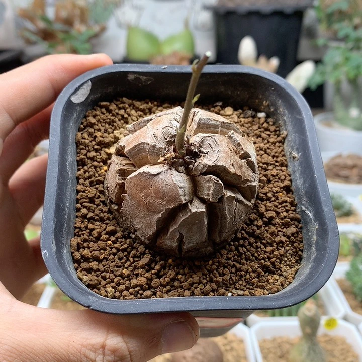 南非龟甲龙福利带盆4.9cm
