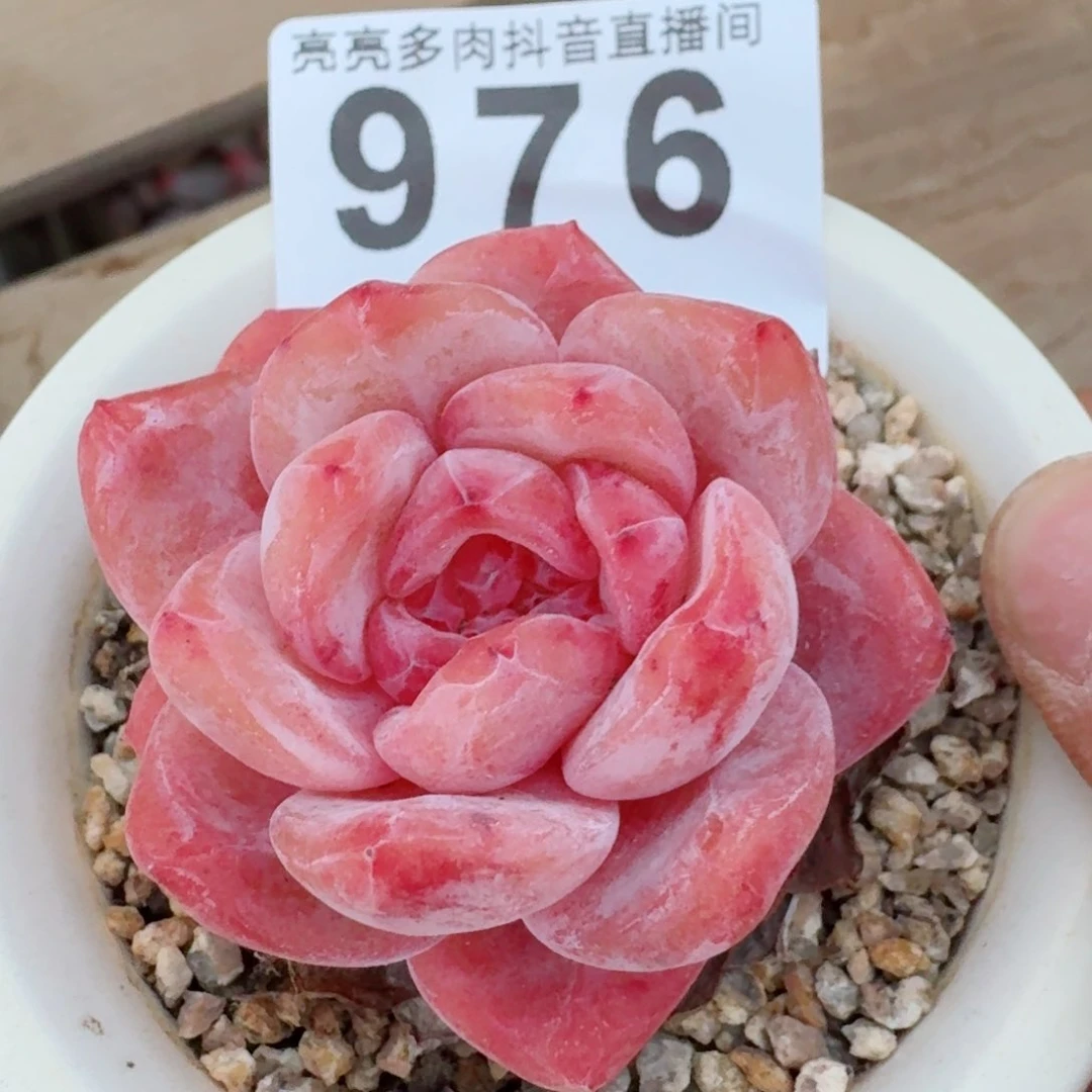 雪之魄         多肉植物