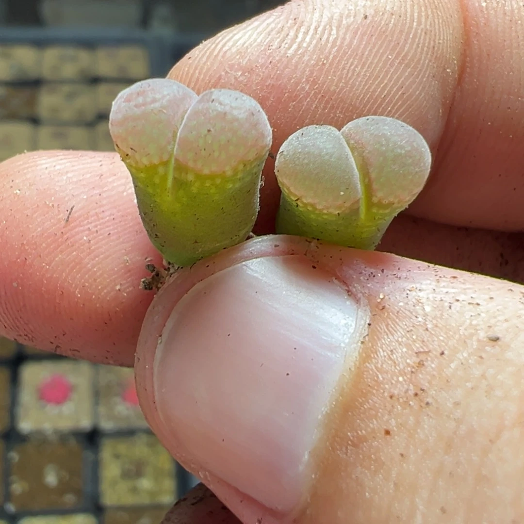 30-167量拍鲑鱼粉风铃一颗