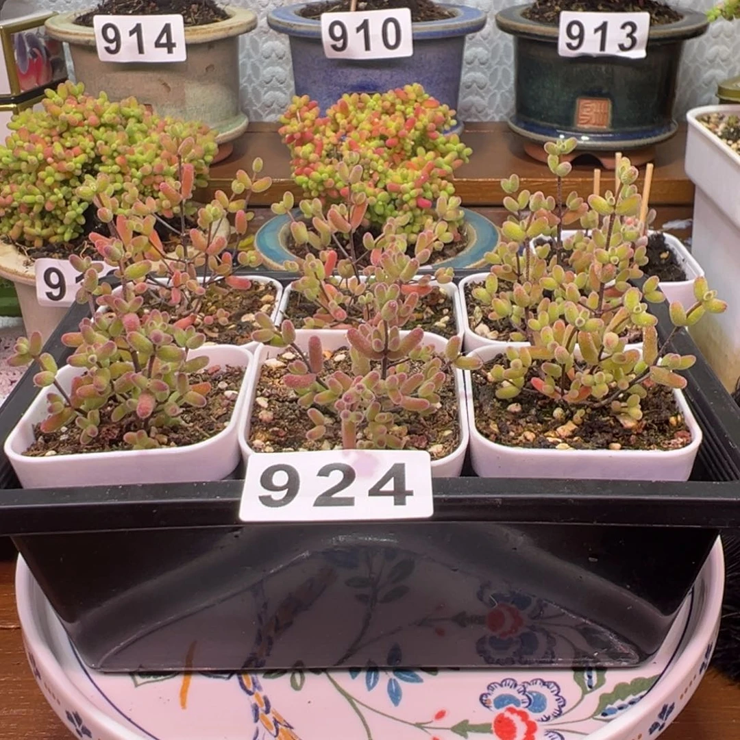 枝干番杏多肉植物924