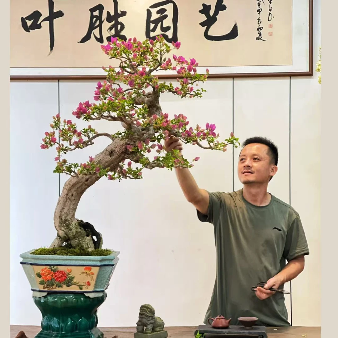 【叶胜园艺】精品小叶紫老桩三角梅盆景