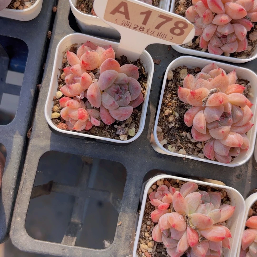 奶***包A178阿尔巴一物语拍