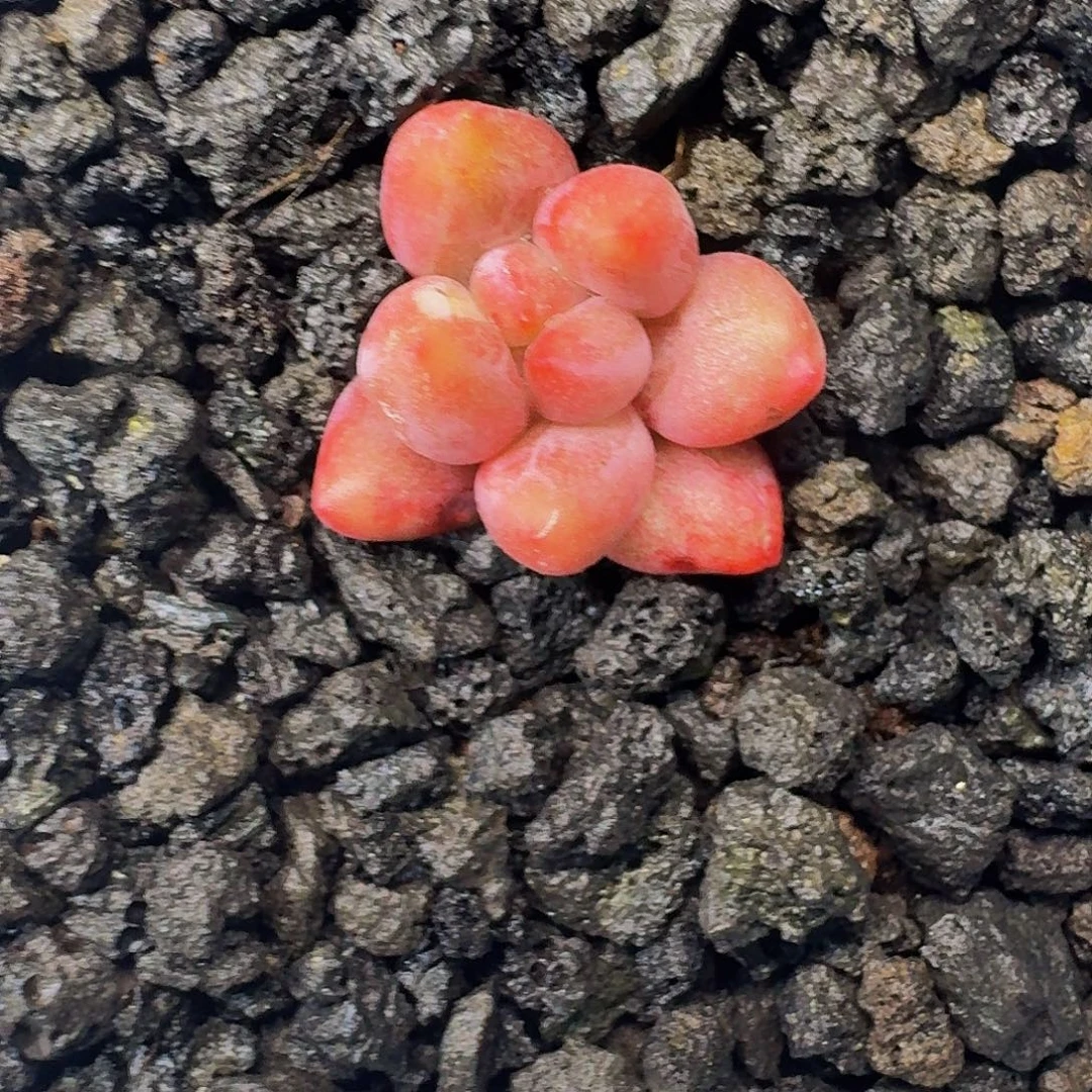虞美人石化 一物一拍