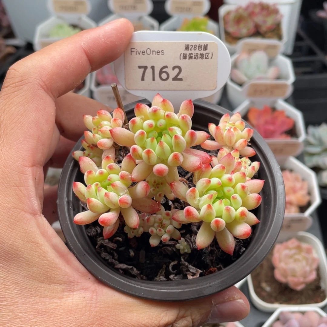 烟花7162-8.0厘米