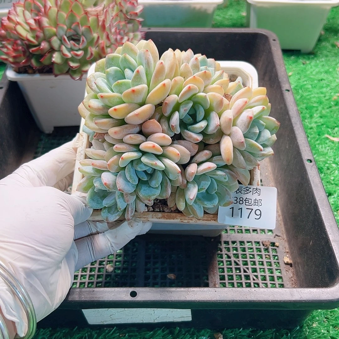多肉一物拍植物1179