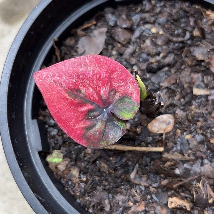 ?***✿307-0605彩叶芋广东现货