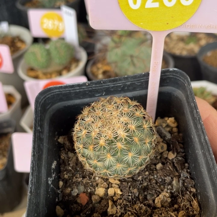 实生依沙贝拉0265