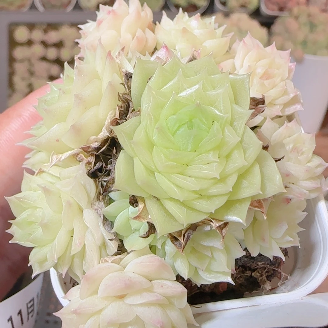 花语逸镜1111-299散