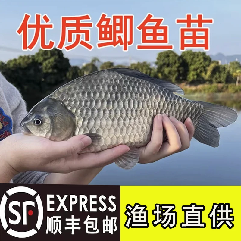 鲫鱼苗大板鲫鱼苗银鲫鱼苗彭泽鲫鱼苗淡水养殖